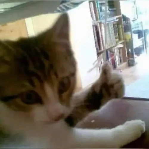 Khoảnh khắc boss nhà duyệt mô phỏng đuôi lắc nhẹ theo nhịp vui