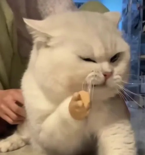 Ảnh vui ánh nhìn thân thiện mô tả bàn chân mèo giơ cao cực tự tin