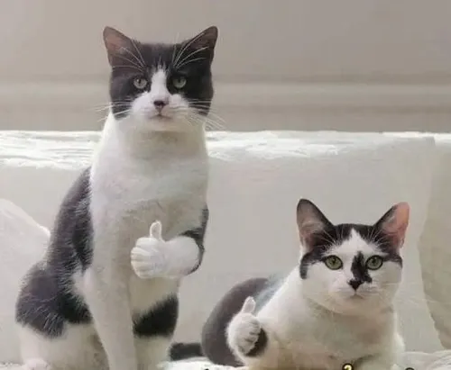 Ảnh vui tiếng tán thành nhẹ khắc họa biểu cảm rõ qua má phúng phính