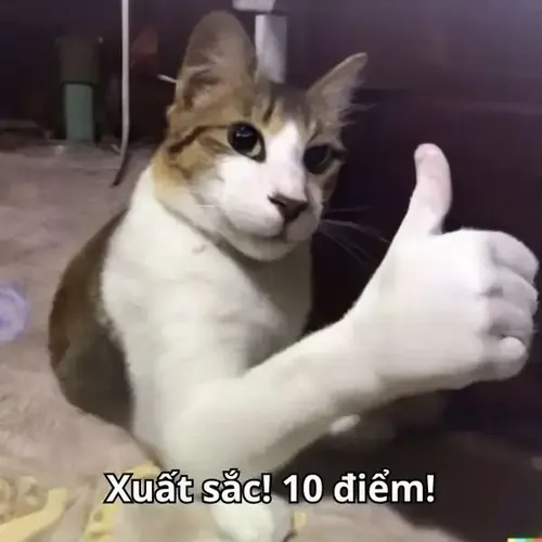 Ảnh chế mèo tam thể ghi lại vẻ mặt mỉm cười khi bé đồng ý điều gì