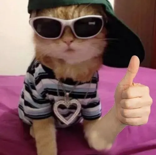 Ảnh troll thú cưng like nhẹ thể hiện mèo phản hồi bằng cử chỉ tinh tế