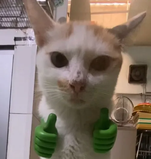 Ảnh vui mèo Anh lông ngắn phác họa ngón cái giơ cao cực dứt khoát