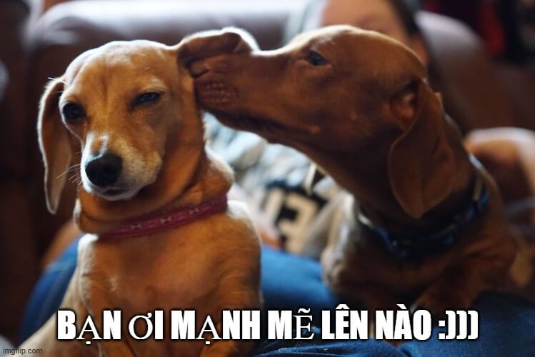 Chú chó cà khịa nhẹ nhàng, đâm sâu vào lòng người nhát.