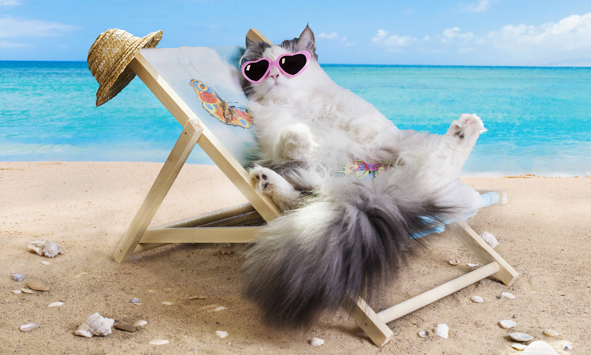 Hình mèo đáng yêu với dáng ngồi tròn vo như một cục bông trên bãi biển sang chảnh.