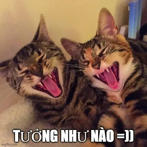 Hình troll mèo tinh nghịch tạo vibe vui tươi rộn ràng