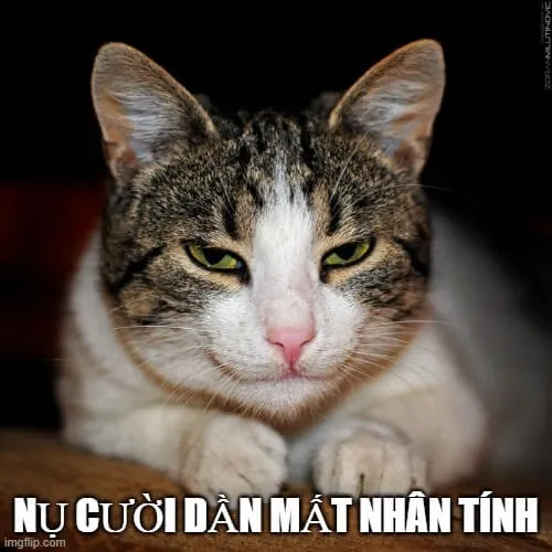 Ảnh meme vui mèo hí hửng thể hiện cường độ vui mạnh mẽ bất ngờ