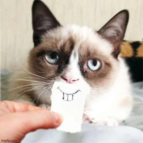 Ảnh hài mèo nhe răng lí lắc gợi sự vui nhộn nổi bật nhất