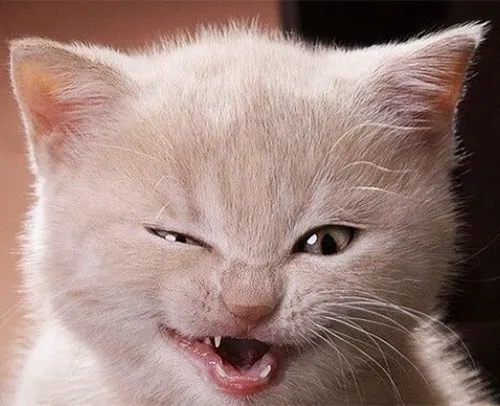 Ảnh vui mèo hóm hỉnh gợi cảm giác nhộn nhịp đầy năng lượng