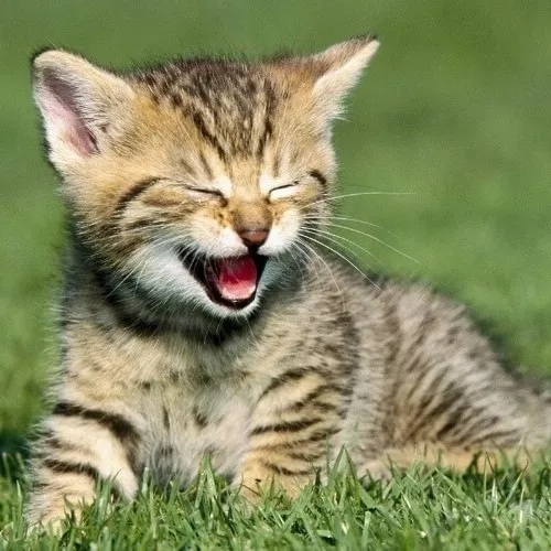 Hình meme hài mèo hí mắt khoe ánh nhìn linh hoạt cute