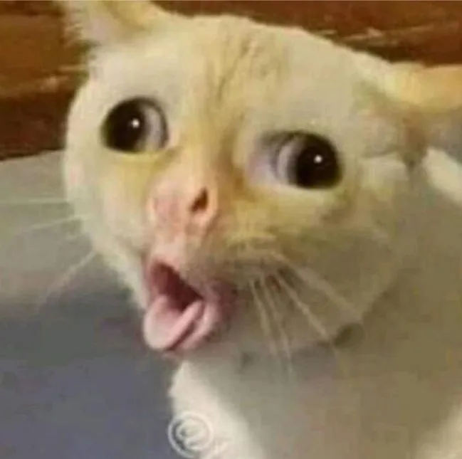 Ảnh troll mèo lông mềm xù nhẹ tạo cảm giác cute tinh nghịch