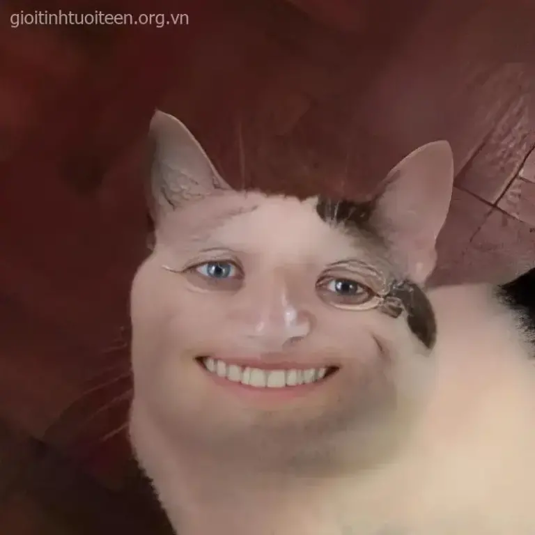 Meme hài mèo quạu quọ nhưng miệng chúm tạo cảm giác gây nghiện