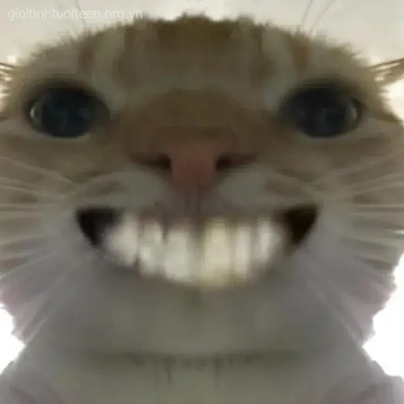 Khoảnh khắc mèo râu dài hắt lên tạo vẻ mặt dễ thương