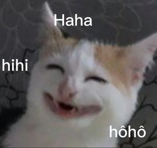 Hình troll mèo tai cụp nhìn trời như vừa trải qua cú lừa hài hước