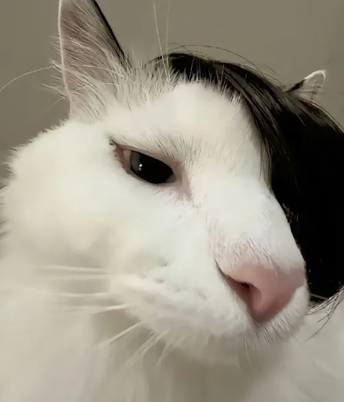 Hình meme hài mèo nhảy hụt làm người xem phá lên cười