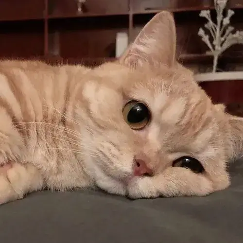 Ảnh troll mèo nhỏ đặt trong không gian ánh đèn tĩnh