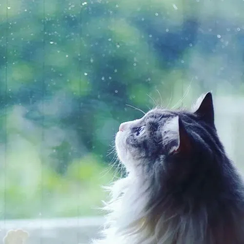 Hình troll mèo ngồi thu mình ví như nỗi buồn ngẩn ngơ