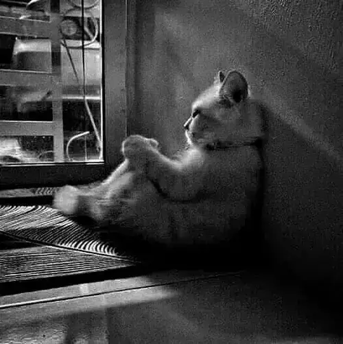 Gương mặt mèo buồn ngẩn ngơ khiến ai xem cũng thấy lòng chùng nhẹ