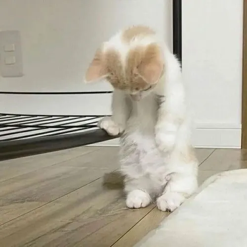 Ảnh vui con cún mèo buồn gieo ánh nhìn mơ hồ