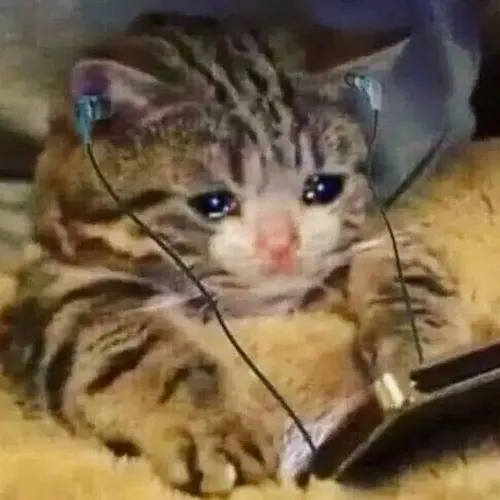 Meme chú mèo gợi hình ảnh thu mình dưới chiếc chăn