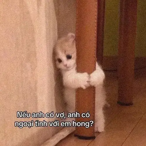 Bộ meme mèo buồn nhìn như ôm cả nỗi cô đơn giữa góc phòng chiều vắng