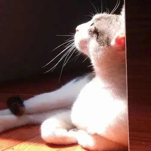 Meme mèo phản chiếu sự ngẩn ngơ qua tiếng thở nhẹ