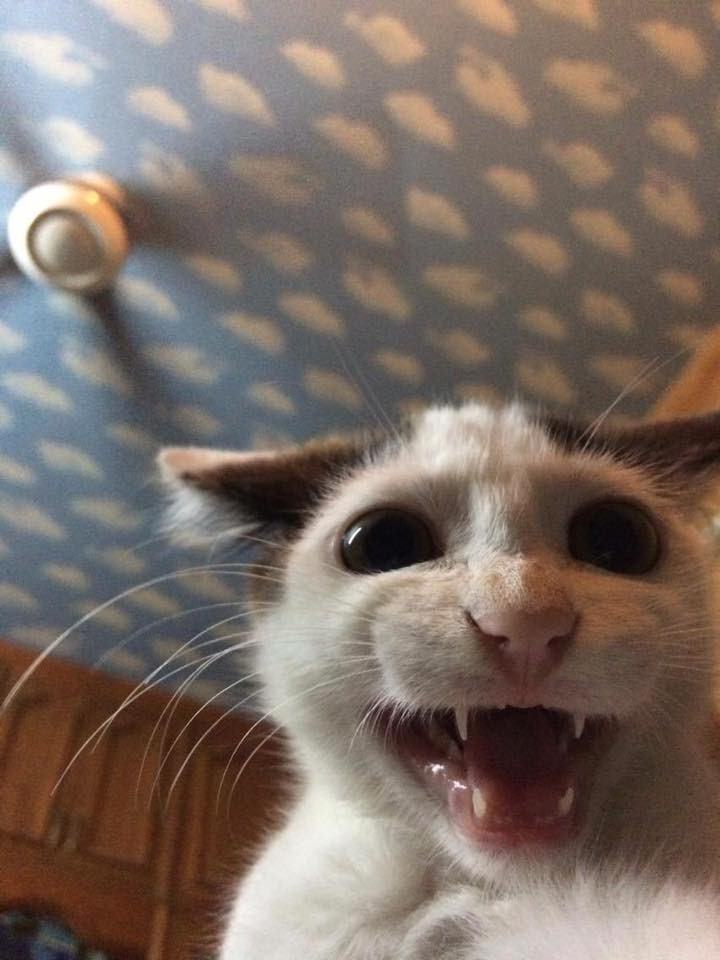 Hình mèo lầy, mặt căng như sắp làm gì đó cực kỳ sai.