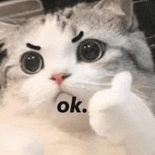 Ảnh meme mèo ngơ ngác giơ tay oke, mặt kiểu “không hiểu gì nhưng vẫn phải gật đầu”.