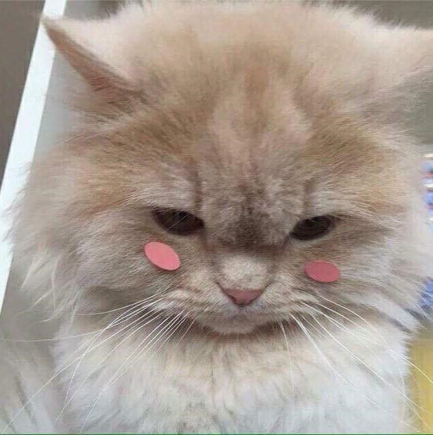 Ảnh mèo lông xù ngồi gọn trong ly thủy tinh, vừa lạ vừa siêu đáng yêu.