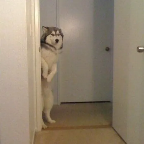 Khi biểu cảm sai sai của husky trở thành chất liệu meme gây bão cộng đồng mạng