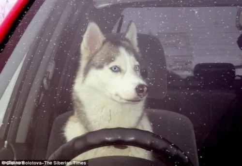 Hình meme hài husky ngáo ngơ phản ứng rất chậm