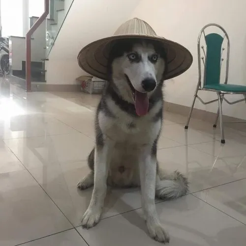 Ảnh chế chó ngáo mắt trợn nhìn đồ vật lạ