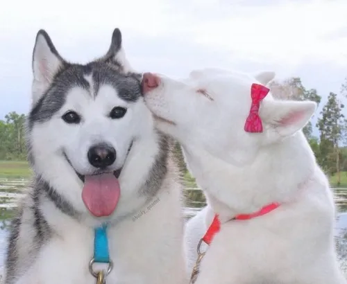 Ảnh chế shiba ham vui trêu chọc chó khờ cực duyên dáng