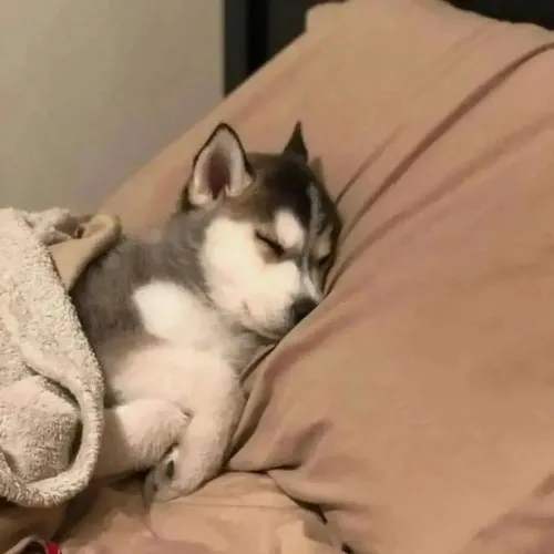 Ảnh vui alaska to xác đứng lố bịch bên gương mặt sai sai