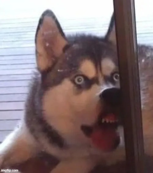 Ảnh vui cảnh ngốc khó đỡ khi chú chó khờ đụng tường nhẹ