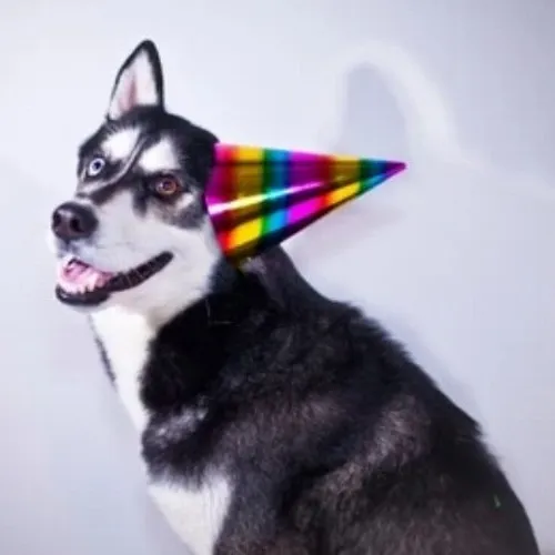 Meme husky tuyết Alaska trong khoảnh khắc khờ khạo