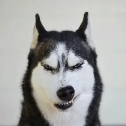 Bộ meme husky ngáo nhưng duyên, hợp mọi cuộc trò chuyện cần chút hài hước
