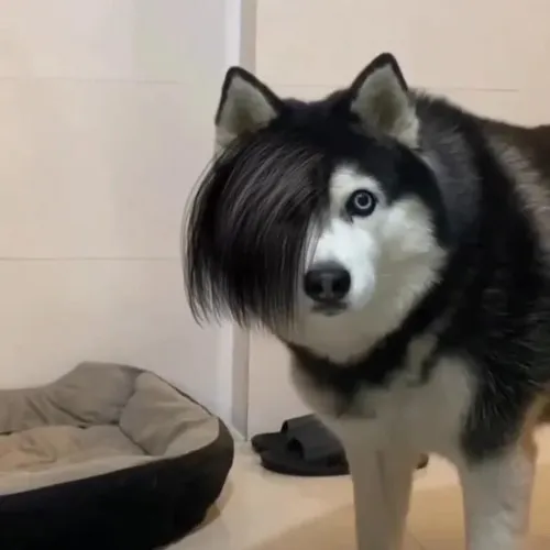 Meme husky ngáo đá với gương mặt sai sai