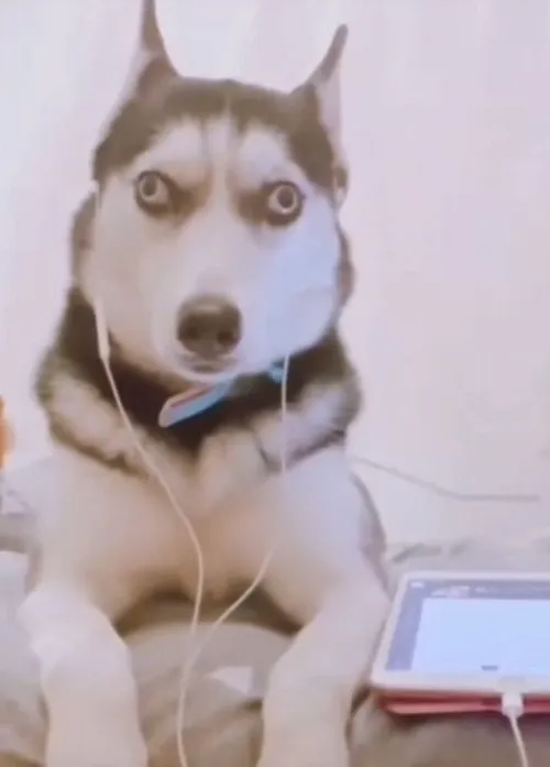 Ảnh troll mặt đơ buồn cười với đôi tai dựng bất hợp lý