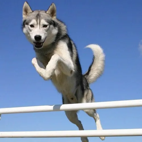 Khoảnh khắc mèo bất cần quan sát cảnh ngốc khó đỡ phía sau