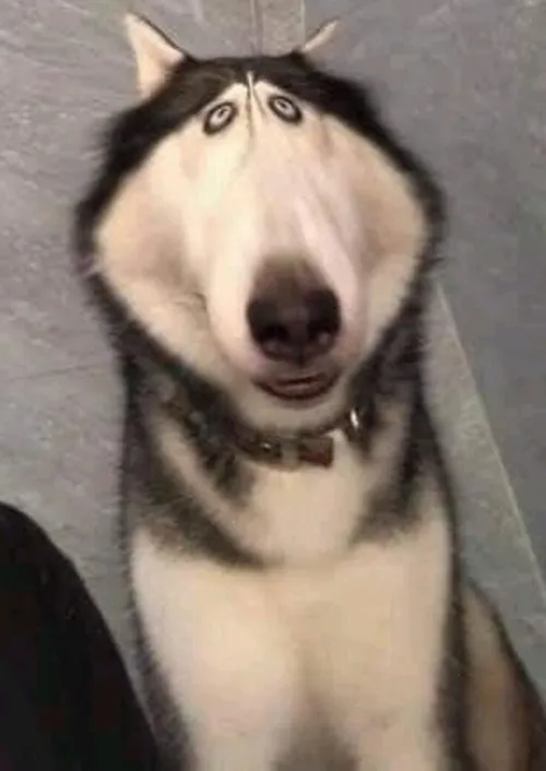 Hình chế meme vui chó ngáo đá nằm sấp trong cảnh hài tự nhiên