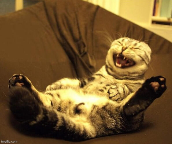 Mèo meme cười chỉ tay nhìn là thấy “gắt” nhưng vẫn đáng yêu