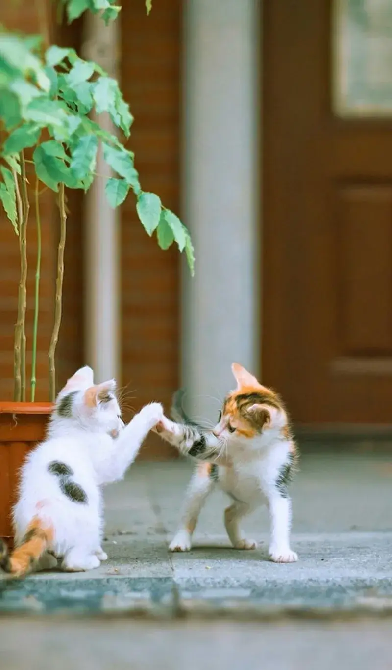 Hình meme đánh vào lưng mà bị đánh xong vẫn tưởng ai vỗ yêu.