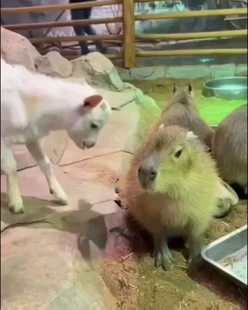 Meme hài dễ mến chuột lang nước vụng về tạo cảm giác dễ thương.