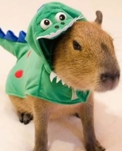 Ảnh capybara chill-till: Loạt meme siêu thư giãn cho mọi mood