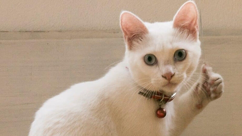Ảnh meme mèo biểu cảm bất cần, tay giơ oke như đang "quăng cho đời một cú gật".