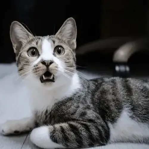 Meme mèo xám dùng đôi mắt trợn rộng để tả cú sốc