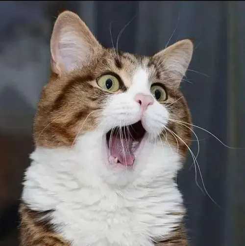 Ảnh chế mèo trắng khắc họa miệng há nhẹ đầy thảng thốt