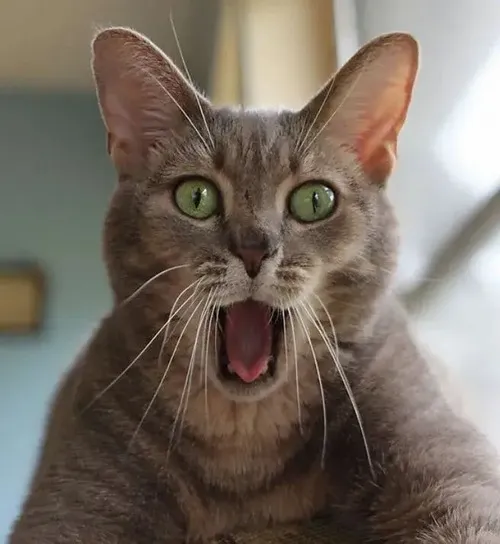 Ảnh troll mèo trắng gửi vibe bối rối khó mô tả