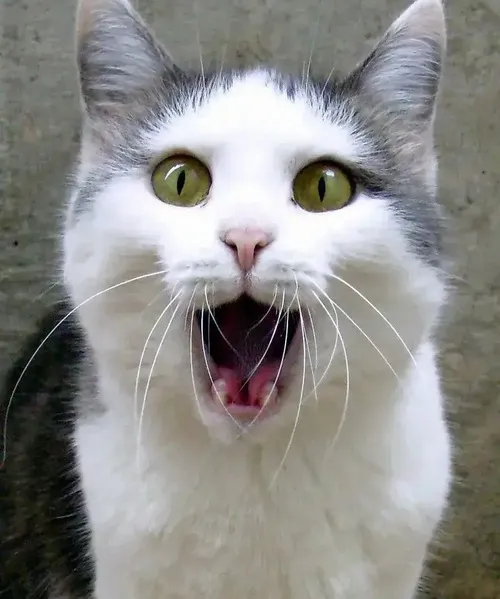 Ảnh vui mèo nhỏ phác họa khoảnh khắc tá hỏa giữa phòng