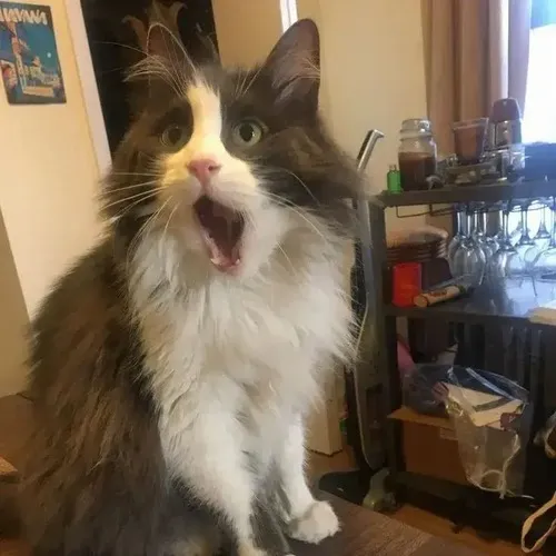 Meme mèo xám cho thấy động tác chân co vì giật mình